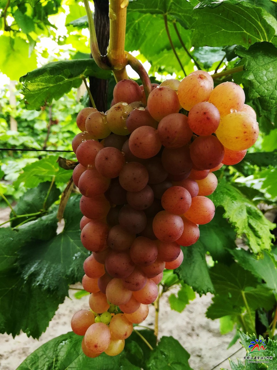 n4gSs889dxxca5Ivr5W0FwLo9hcultuMN3lMI9ncPvmP9_nQZGlZ8DbWXKMaf0MJ