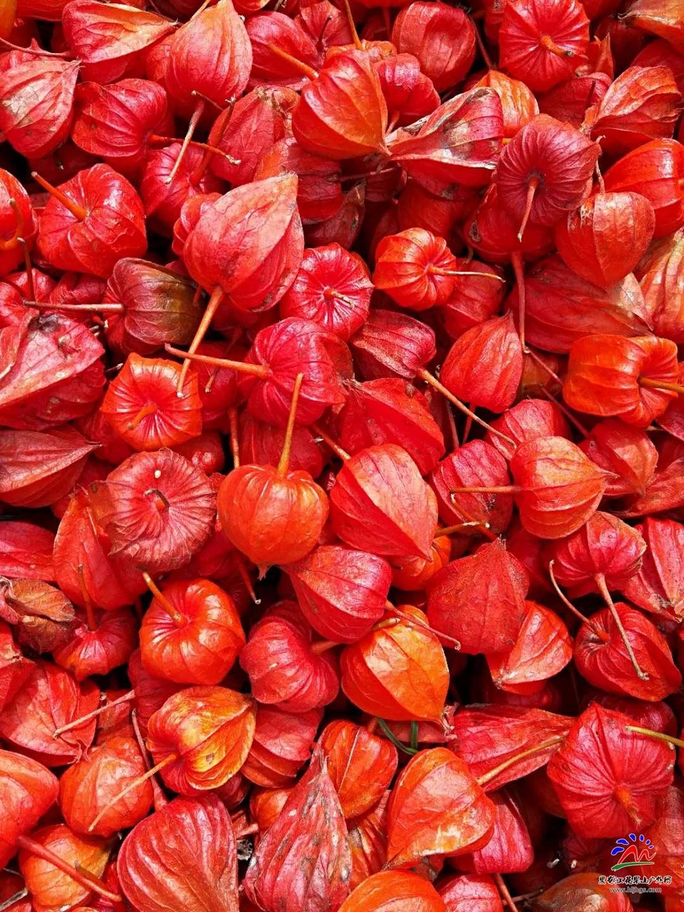 1WNOYheuAr1OQ6hu2xirfNymnkWc5LpVtRqHvWCViuEifQud4wGR9s3ItczSVgd0