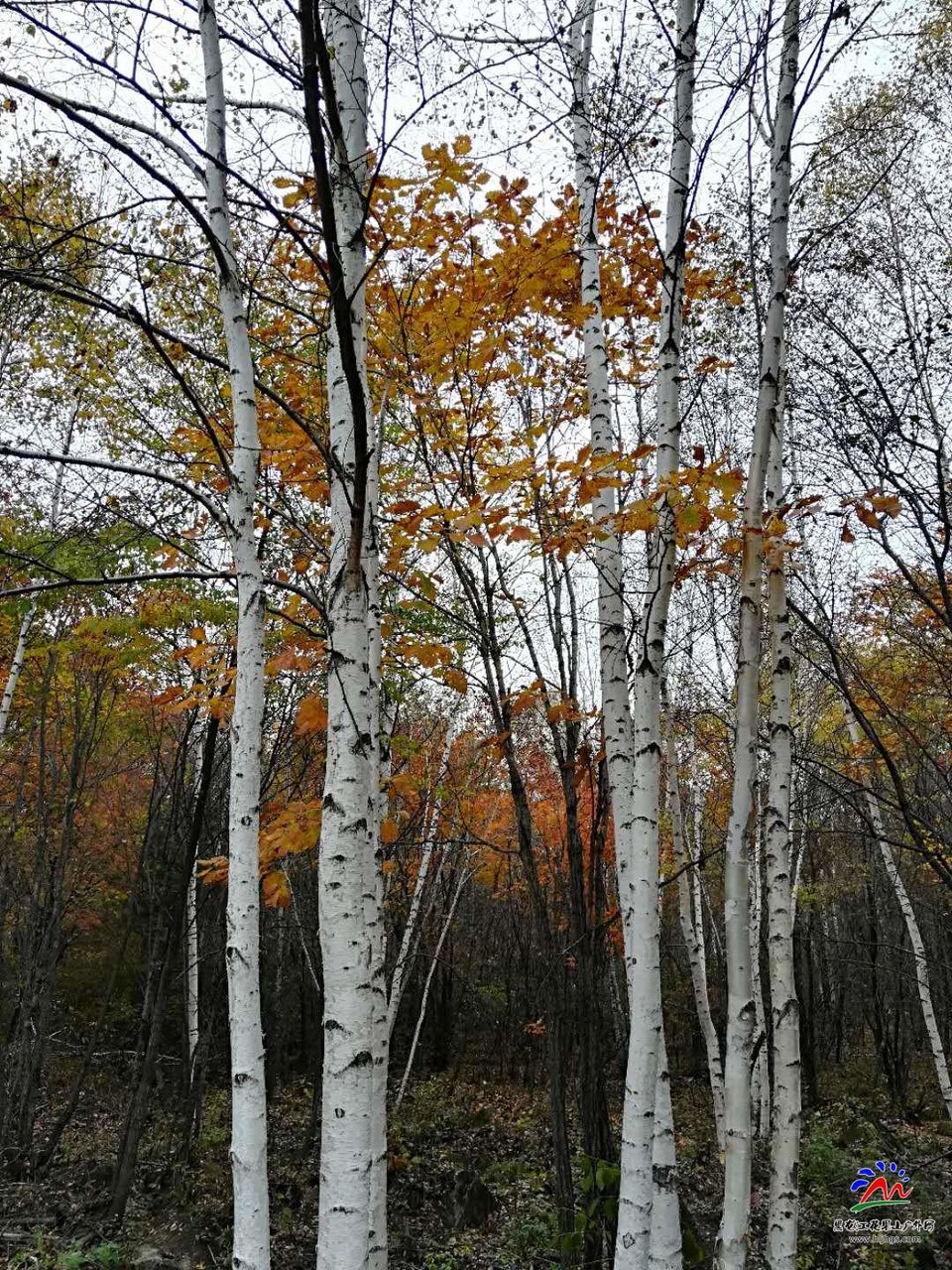 b6z47zRIOD3s5_7frPfd5ZDsFoyrn06RZDdQVt6vLQUqVhZGDyqotymL709CrHq4