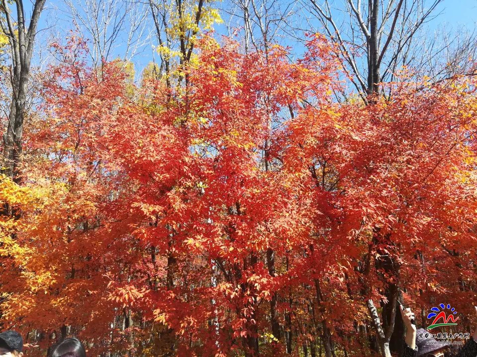 MXDXqwWApP-Dogwx2SfTB-U23sevEj6XR35ytp8C_xrBXxDISJJ3viTb4GFKiVvr