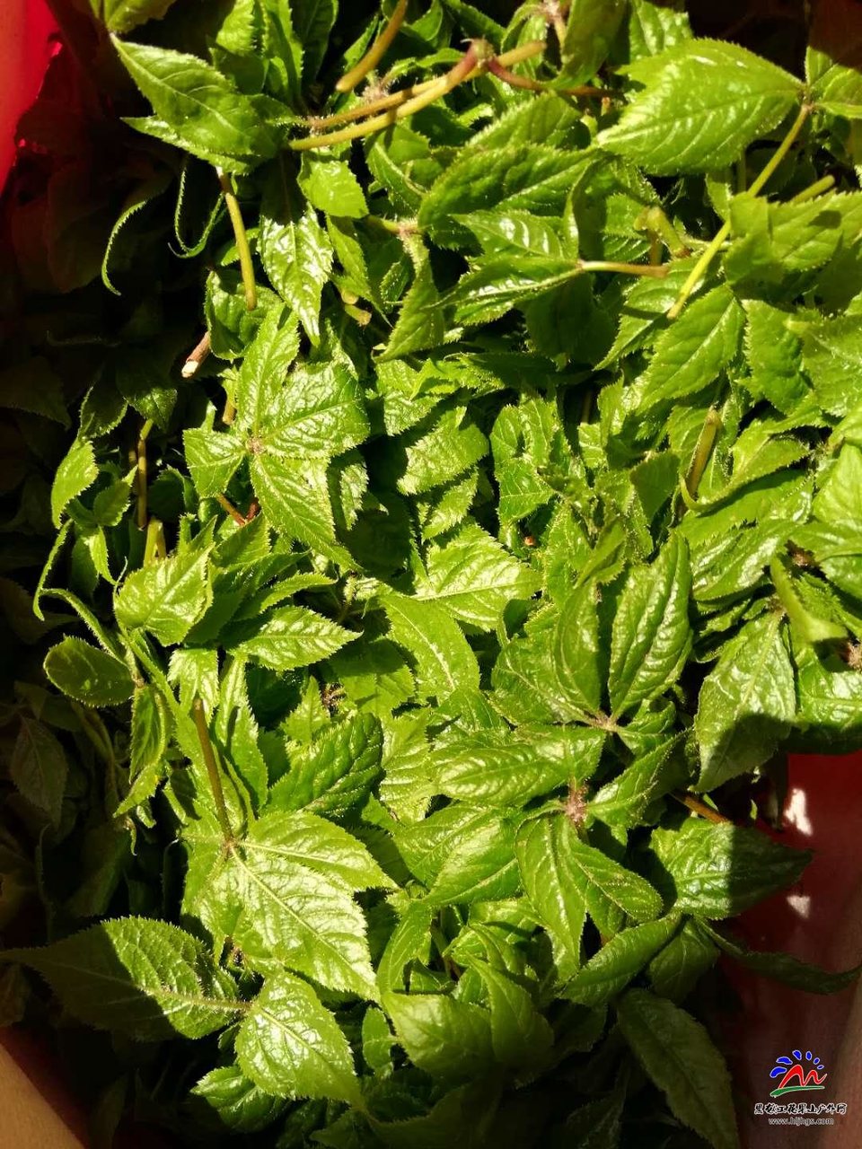 KEU5nMHZzl295zTHcNTJE9qc2VYFSPo1AAsUFc9n0jGRhbLvvoBgEUKmSOUhs7zF