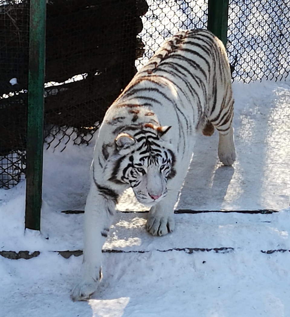 mmexport1520505170813