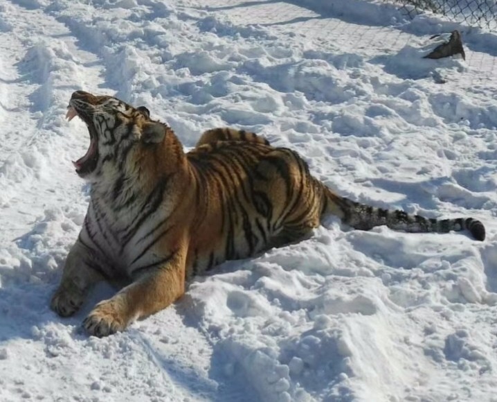 mmexport1520505145184