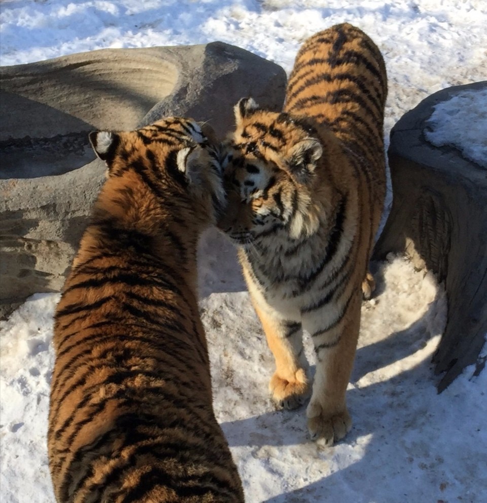 mmexport1520505114709