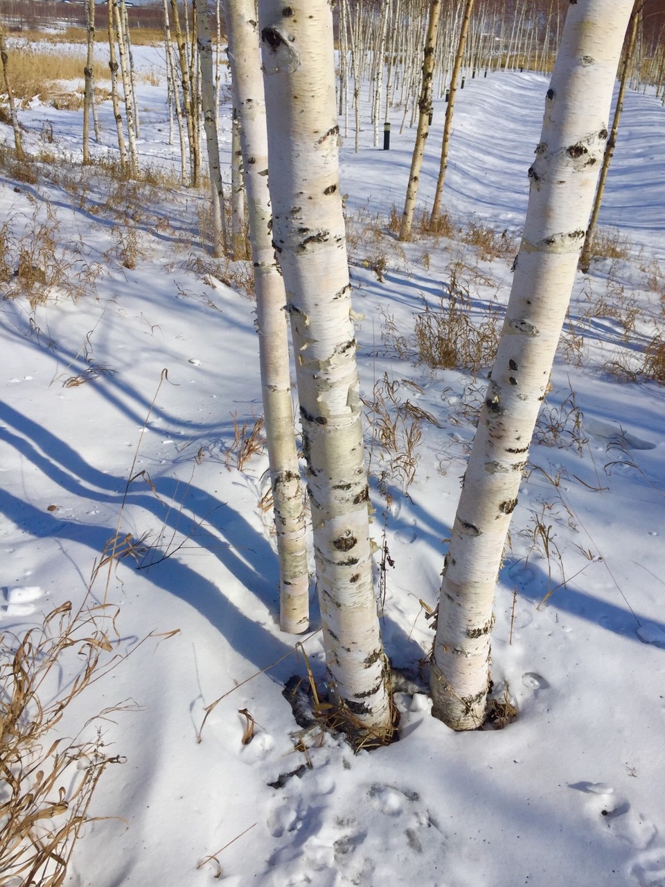 BF67256C-B7EC-4894-858E-FCD6C7711C6A