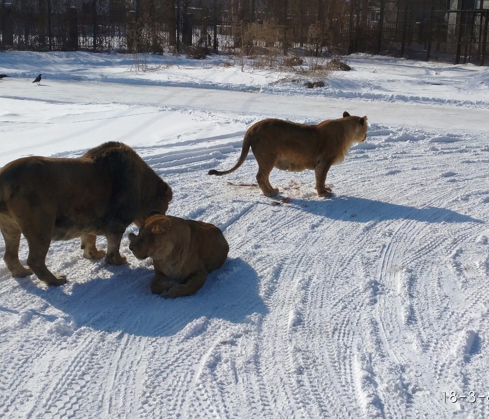 IMG_20180308_141339_mh1520500409963