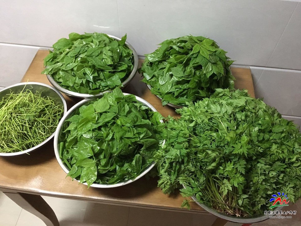 20180512西泉眼采摘