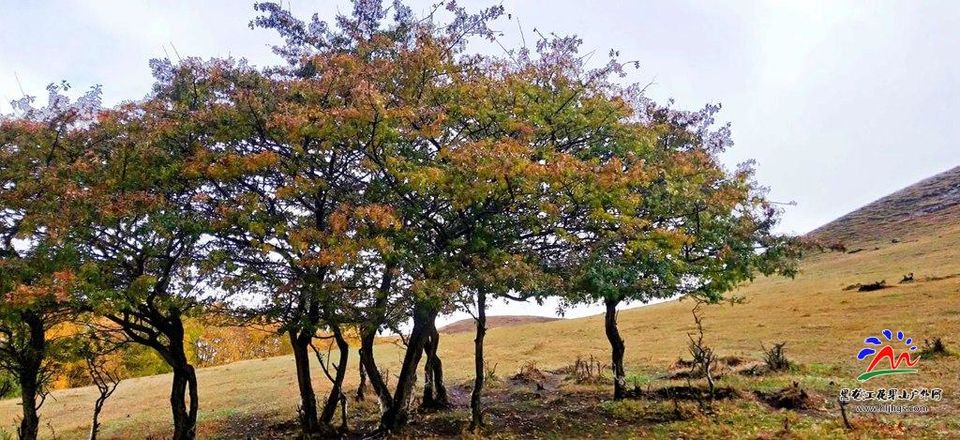20180922坝上草原 (32)