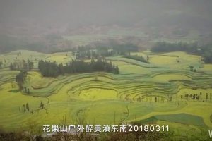 20180312云南油菜花