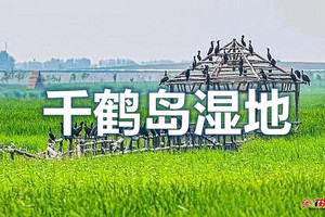 【散拼直通车天天发车】千鹤岛湿地观鸟赏原生态湿地【119元车+午餐地锅烤肉不限量+门票+接泊车+小火车环线+小环线游船】