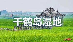 8月15日荷花节千鹤岛湿地观鸟赏原生态湿地+免费稻田画【115元车+午餐烤肉不限量+门票+接泊车+小火车+小环线游船】