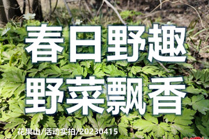 5月3/5日◆早春野菜岭◆春日野趣◆野菜飘香◆挖野菜◆鲜嫩婆婆丁◆赏冰凌花◆休闲登山一日游【52元】