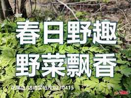4月18日◆早春野菜岭◆春日野趣◆野菜飘香◆挖野菜◆鲜嫩婆婆丁◆赏冰凌花◆休闲登山摄影一日游【50元】