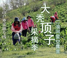 最佳采摘期5月30-31日●带上麻袋挖野菜●龙江醉高峰大秃顶子●各种稀有高山野菜●纵览高山花海●航拍高山风车●风车山露营
