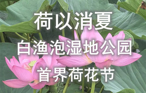 7月19日【景区免门票◆首届特色荷花节】白渔泡4A湿地公园◆龙江赛里木湖◆圆满广场◆赠送服装拍照【50元含门票+车+餐】