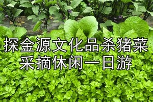 6月28日【小园采摘】阿城采摘园亲手采摘小园草莓/蔬菜/黄瓜/茄子/金上京博物馆/会宁公园/阿城文庙/阿城大酒店杀猪菜 