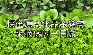 9月20/27日【葡萄熟了】阿城免费稻田画◆亲手采摘沙果◆粘玉米◆金上京博物馆◆会宁公园◆阿城文庙◆阿城大酒店杀猪菜