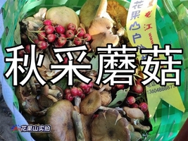 9月5日黑瞎子岭金秋采蘑菇季◈捡核桃◈采蘑菇◈寻野果◈专业向导帮你选蘑菇◈休闲登山【特惠53元/升级12道菜】