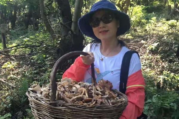 9月24日◈初秋采蘑菇挖婆婆丁第四季◈金龙山镇大岭黑瞎子岭◈捡核桃◈采蘑菇◈寻野果【55元/大酒店杀猪菜/送意外险】
