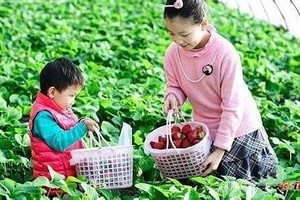 3月7日◆甜蜜草莓新鲜摘◆双城中式火车站◆状元湖◆状元楼◆古承旭门◆四野指挥部◆正宗双城兰陵杀猪菜【原价55特惠50元】