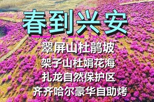 5月3-4日◆春到兴安花似海◆扎兰屯十里翠屏山◆杜鹃坡架子山◆杜鹃花海◆扎龙自然保护区◆吊桥公园◆独家-齐市豪华自助烤肉