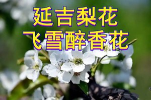 5月1-4日●延吉-梨花飞雪醉香花●金达莱盛开季●延吉●图们●珲春●一眼望三国●长白鲁能圣地●长白山真温泉●朝鲜民俗园 