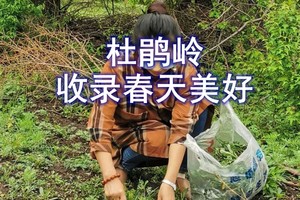 【野山穿越采野菜】4月26日小岭杜鹃岭-挖野菜◆刺五加◆收录春天美好◆农家美食◆登山一日游【55元含餐+车+保险】