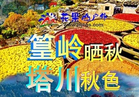 开始出票 11月6-14日【皖南金秋全景】婺源◆篁岭晒秋◆石城雾枫◆菊径◆塔川秋色◆江湾◆望仙谷◆景德镇◆宏村◆黄山李坑