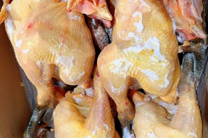 农家散养笨公鸡 林地散养笨公鸡，质量好，新鲜度百分百 一箱4只净重16斤，193一箱。哈市同城当日达