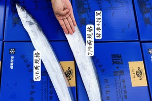 小蓝箱·钓带 5-6两规格标准3指宽，7-9两规格标准4指宽！每条单独包装｜没有一滴冰衣｜鳞体如镜亮