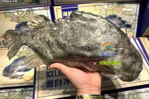 精品深海海参斑，2箱/135元，每箱一条装，礼盒装/每箱约4斤