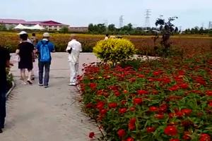 红马爱丽丝庄园-2