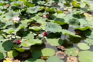 红马爱丽丝庄园-3