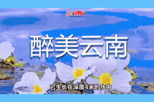 3月9-18日◆醉美云南◆大理环洱海◆泸沽湖360°环游◆滇金丝猴国家公园◆黎明千龟山景区◆石鼓老街◆长江DI一湾◆喜洲