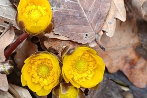 3月15日【寻春天第一朵花◆冰凌花】将军峰◆人头砬子武士山◆初级登山◆一日游【50元车费午餐保险】