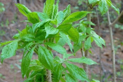 5月21日西泉眼水库♻淘摸查山♻采刺五加山♻山野菜♻青青野菜季♻赏山花【55元含车费+水晶肘子10道菜费+保险】