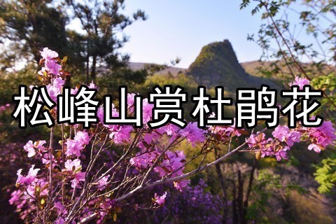  5月1/3日◆松峰山景区◆千年道教圣地◆赏达子香◆杜鹃花◆大饭店农家美食◆一日游【58元/含午餐+车费】