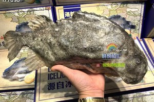 真心实意大礼包南美白虾一盒3斤 深海红石斑鱼1条1.5斤 海参斑一条3斤 黄花鱼鱼籽一盒