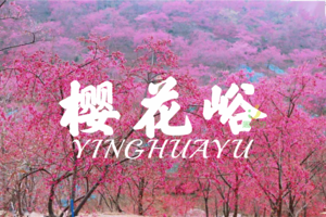 【春节】樱你浪漫--广东最大樱花基地---樱花峪赏樱、摄影一日游