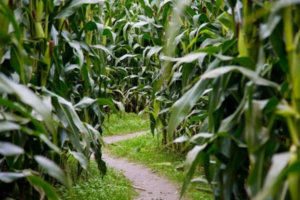 【亲子周末游】玉米迷宫开放啦~快来一起去闯迷宫吧~