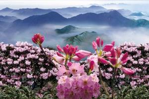 【五一假期】湖南莽山云海杜鹃花 云门山玻璃桥