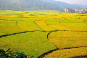 【乡村徒步】每周日罗定田园秋色 赏金色稻浪徒步 古村探幽