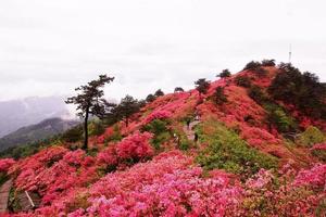 登广东金子山赏云海日出、映山红，高空玻璃桥，千户瑶寨，瑶族篝火长桌宴二日游