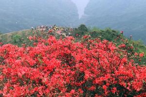 莲麻小镇绿道徒步·探访革命抗战遗址，溪头古村，通天蜡烛小环线穿越，赏映山红2天