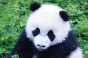 【大美熊猫】2019“铲屎官”夏令营招募啦!与熊猫的亲密接触