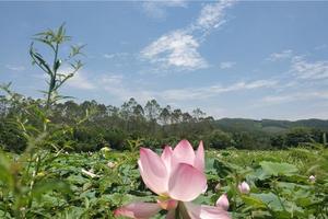想拥抱16℃夏天？走，8.11周末去平安峡漂流吧，打卡网红千亩荷花摘莲蓬