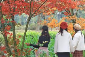 2021枫叶节•11月21号田野绿世界枫林徒步之旅！