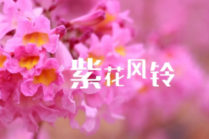 【江门1天】打卡江门网红紫花风铃木基地，行摄中国最大蒲葵林走进童话世界