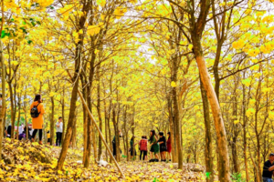 【2022春节】中山云梯山醉美黄铃木花海、孙中山故居一日游