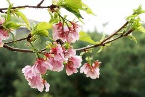 【2022春节】樱你浪漫---广东最大樱花基地---樱花峪赏樱、摄影拍照一日游